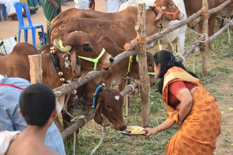 Gopuja-Makarsankranti Festival (1)